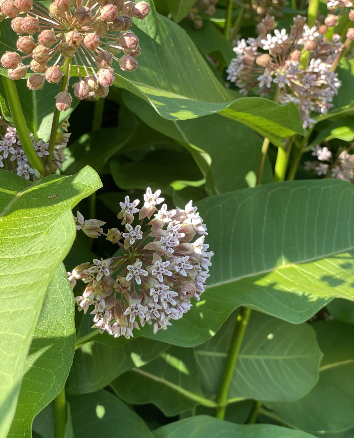 Common milkweed leaves and a pale pink flower cluster